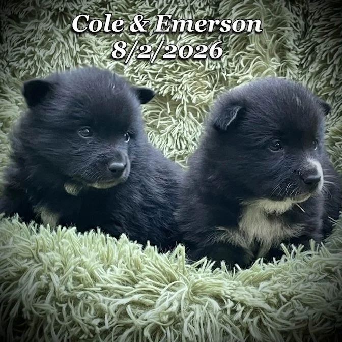 08-02 cole emerson 90bbd575-88fd-4168-a13a-d63664630482.jfif