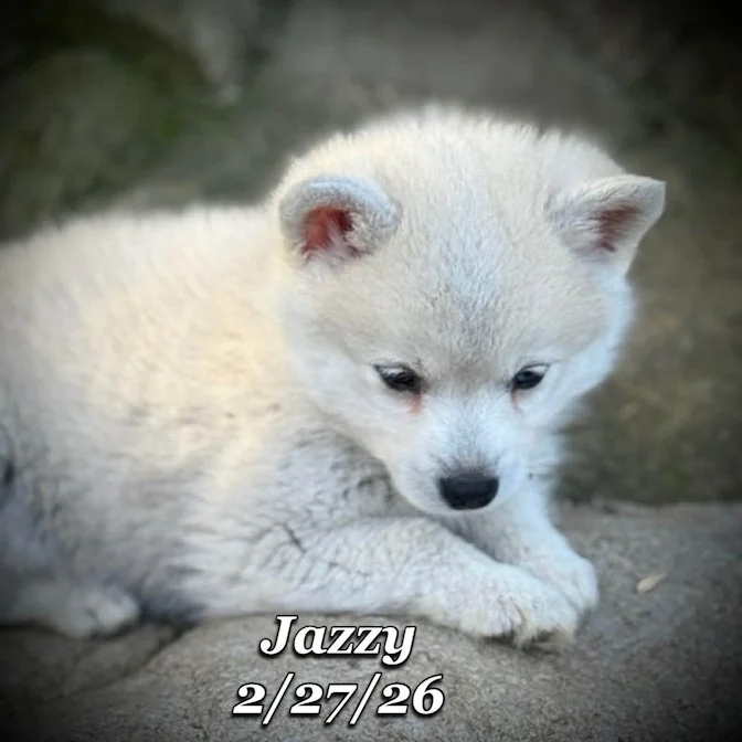 02-27 j jazzy a3ae2d3a-eacc-40a8-9f29-0c2e8f2a5687.jfif