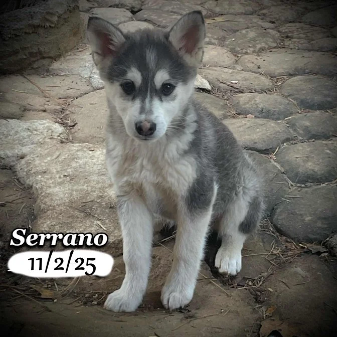 11-02 serrano fc9252dc-a8f3-4ed3-8727-fbe14772ee92.jfif