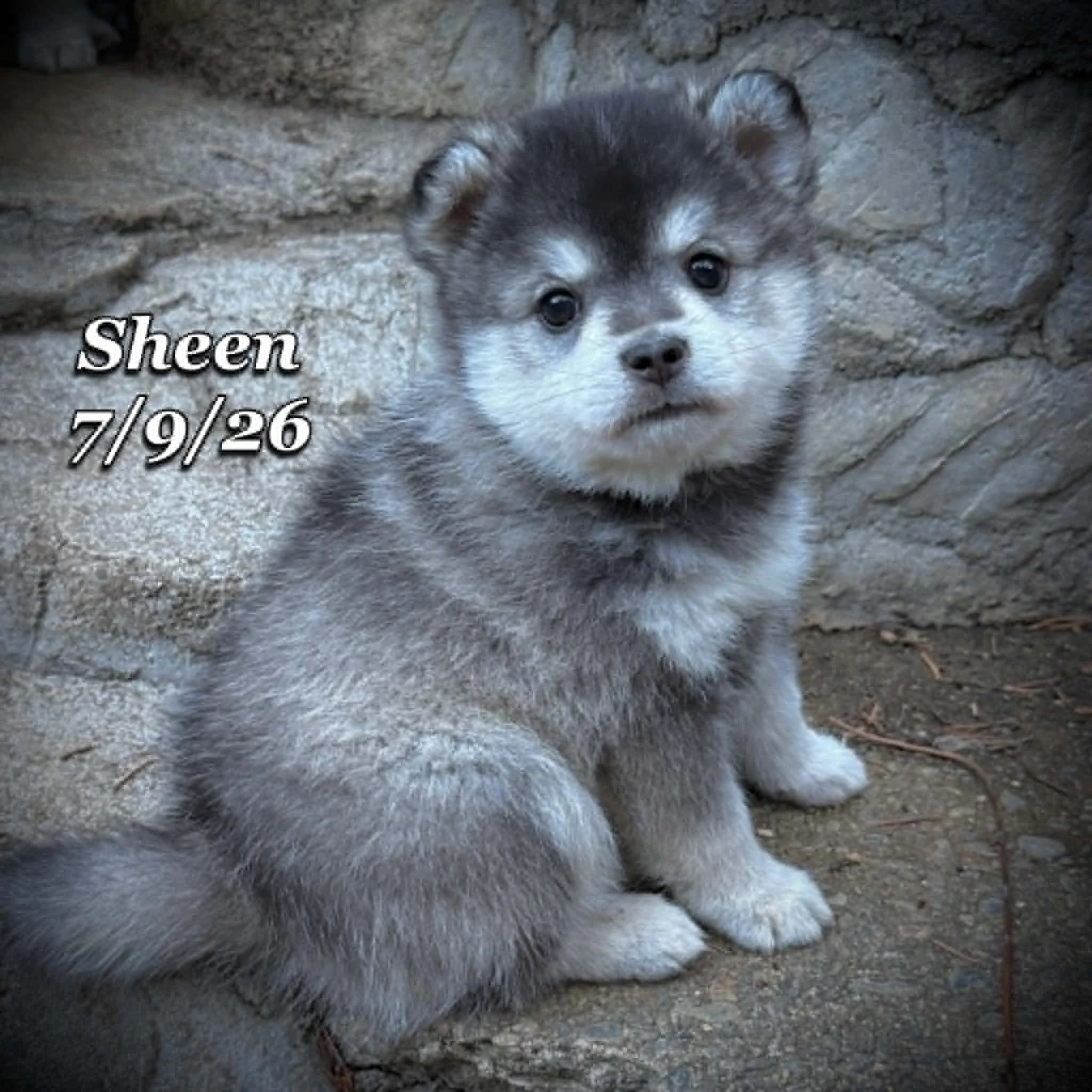 07-09 sheen ce8ff2b5-8b69-4a1b-8892-9b466b0344e2.jfif