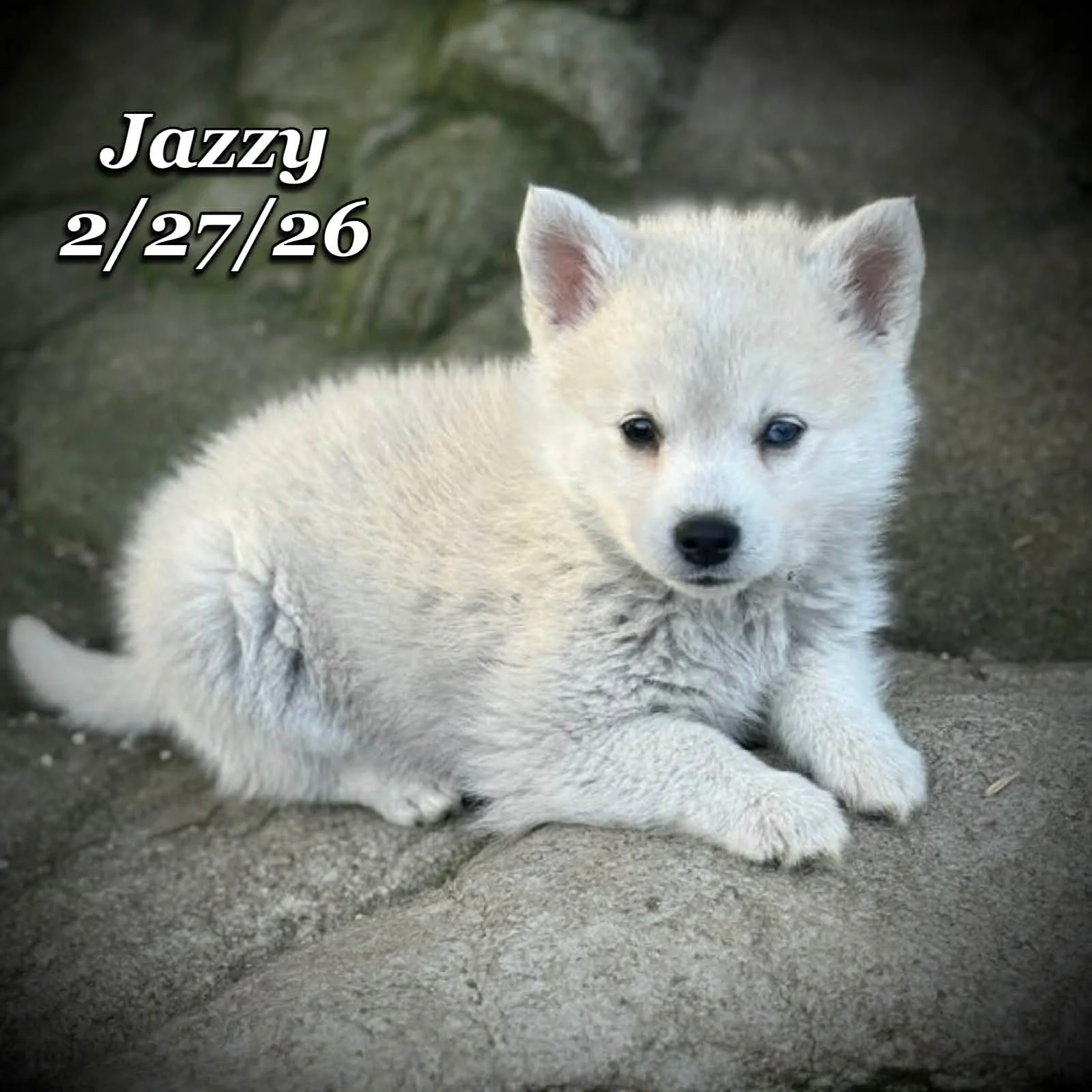 02-27 j jazzy 0292ceef-7926-45ab-8c27-37d8e143fd56.jfif