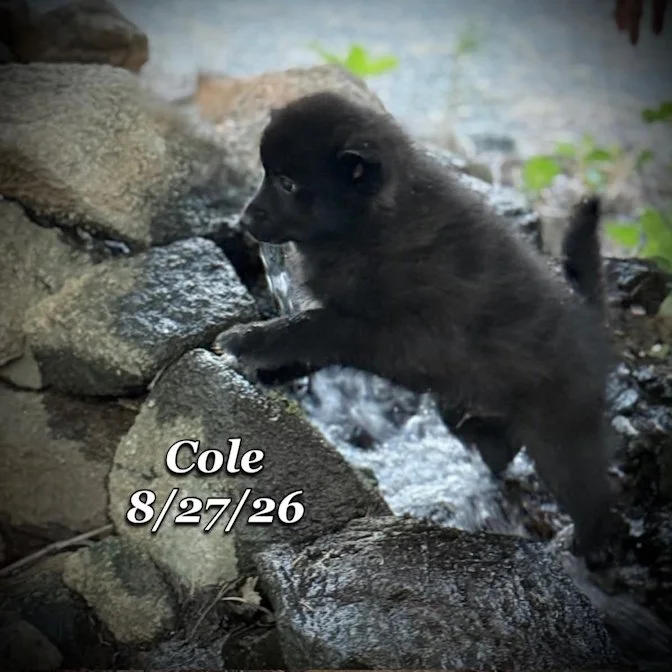 08-27 cole d6b0bfee-28f7-4c05-a441-5dbf01c03823.jpg