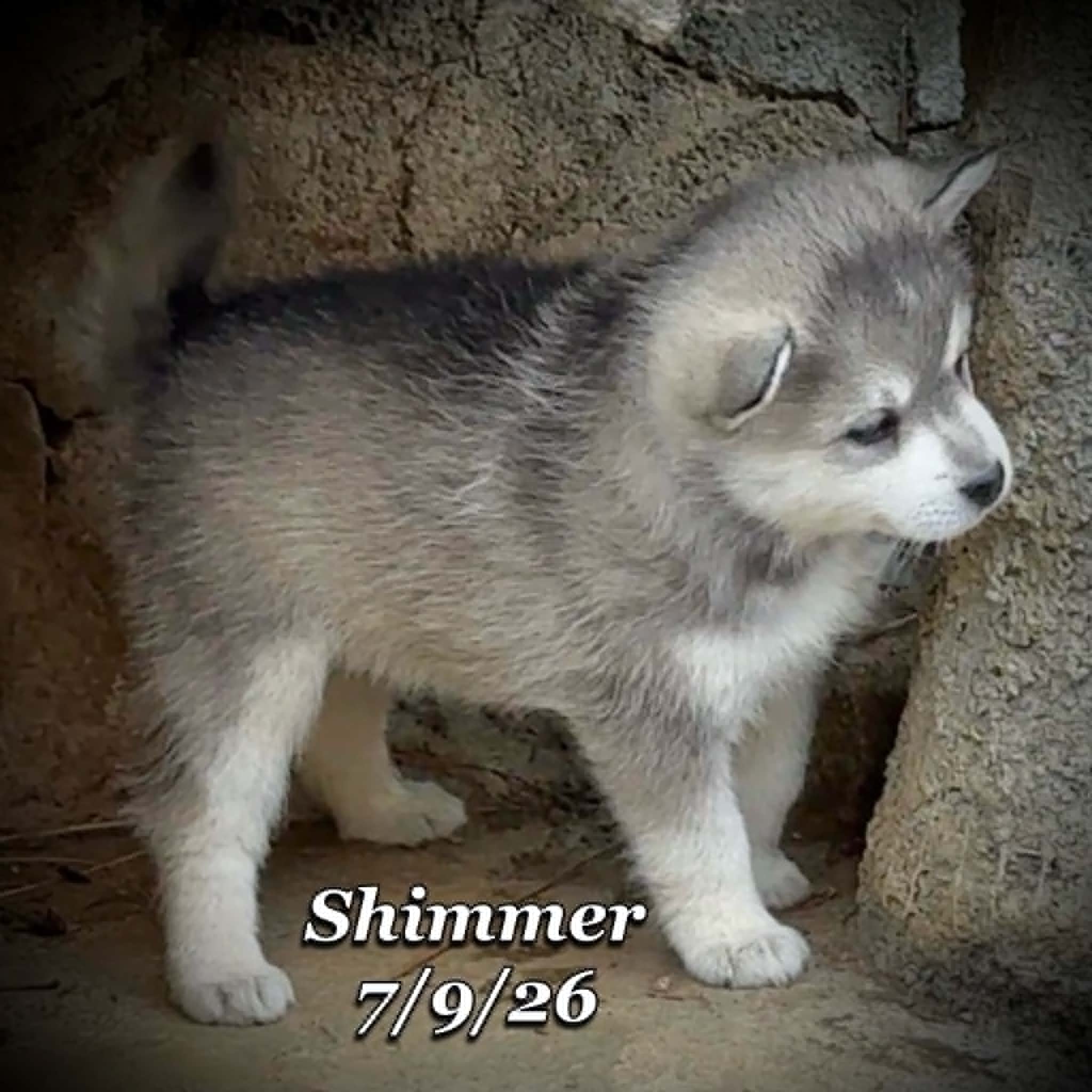 07-09 shimmer eb75d39b-d68d-4c78-a2c6-c1fed01dabbf.jfif
