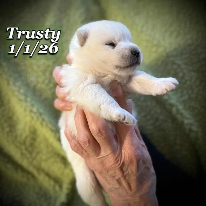 01-01 trusty 8bcc08c9-92d7-4839-8ad4-c7cb2bc8244b.jfif