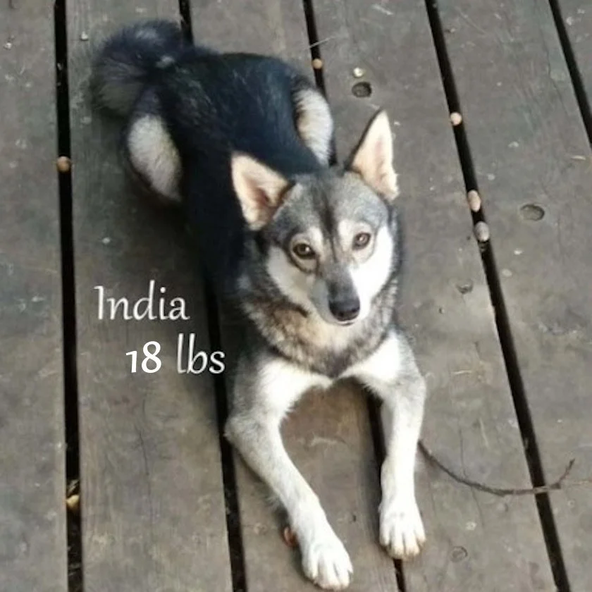 0- india  Screenshot 2024-09-20 140056.jpg