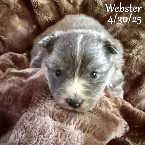 04-30 webster d5fbcb6c-1136-4cb0-80f7-0229ffdaad0f.jpg