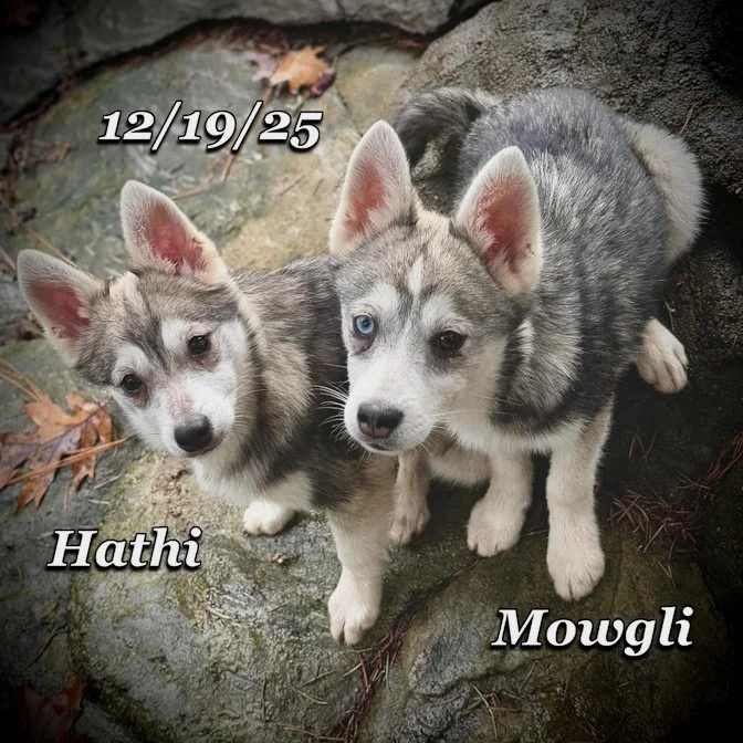 12-19 hathi c53da9fc-fae5-4287-8b7f-6d56137faa3d.jfif