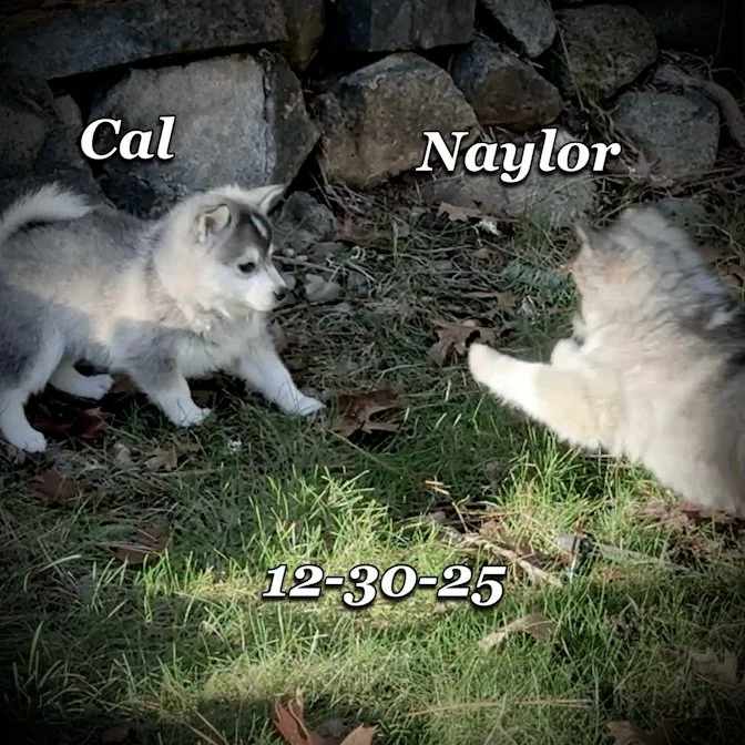 12-30 cal naylor 263bb4f6-c481-497b-9b1d-315b033858c7.jfif