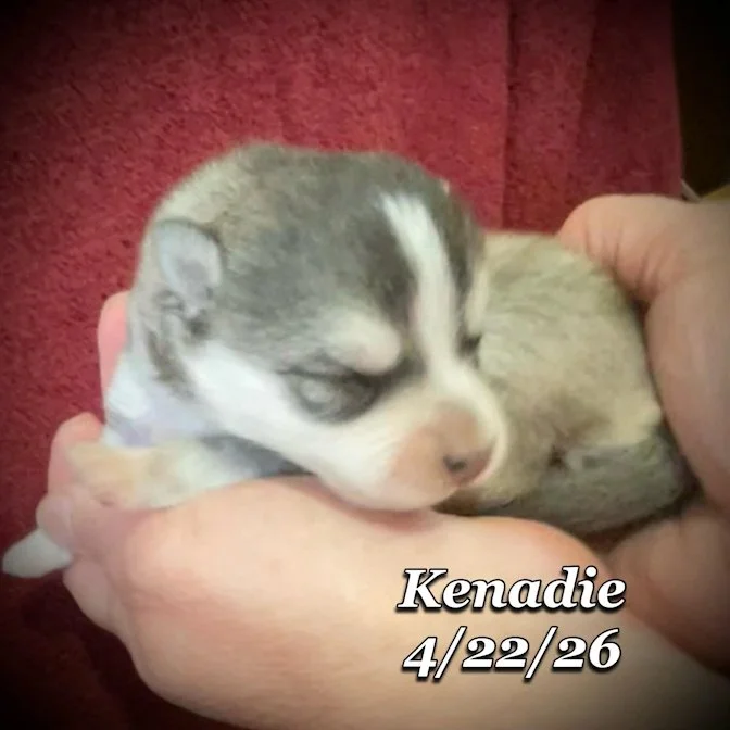 04-22 z kenadie 5b955161-49b2-49b7-977b-860b30a87b42.jfif