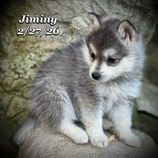 02-27 j jiminy 779003dc-da79-4735-b861-29135f3b2206.jfif