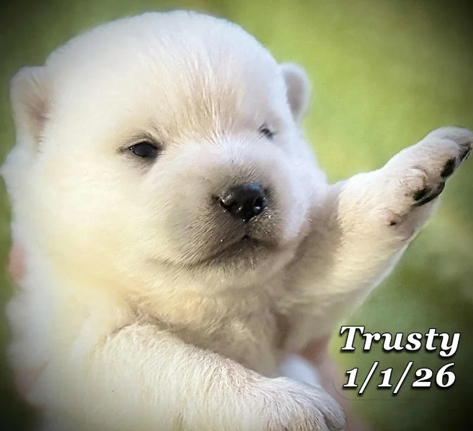 01-01 trusty 921fd6eb-c097-447a-b5cf-9c3ddb353089.jfif