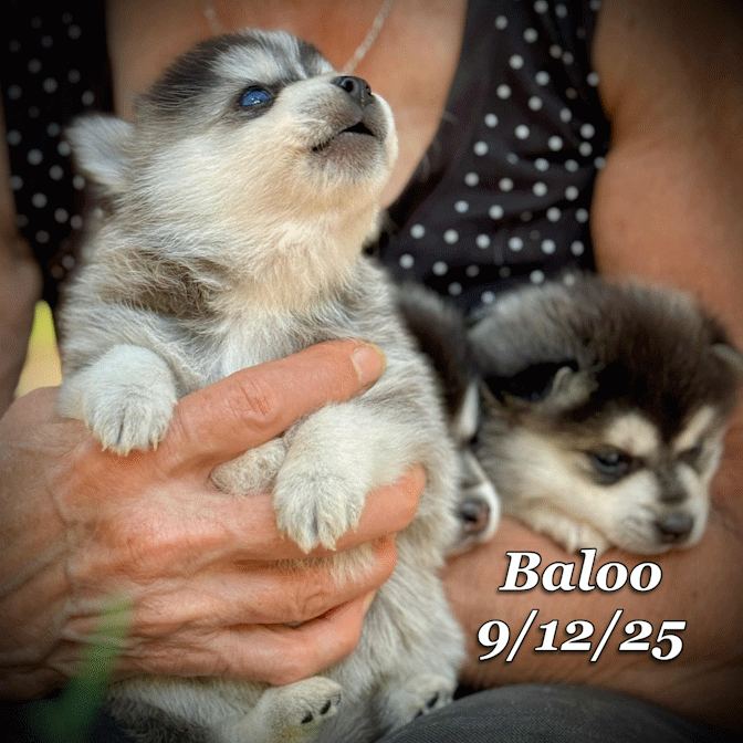 09-11 baloo a45544b4-439b-4377-a271-f5cdeaa8828d.gif