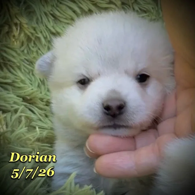 05-07 z dorian 52e57ecb-2d24-4fcd-b09c-73a1a3a5e231.jfif