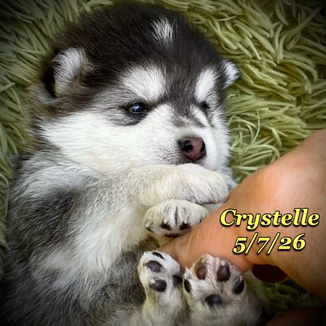 05-07 z crystelle d77f831c-b592-4ea6-859c-4c0837c313db.jfif