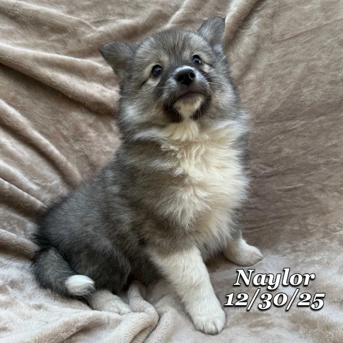 12-30 naylor f0f65688-0ed7-4d41-a98f-e4b7d262c546.jfif