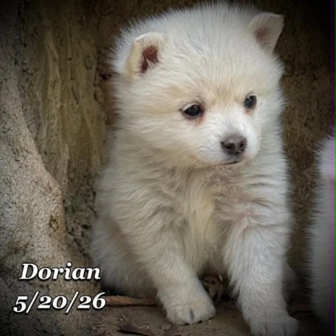 05-20 z dorian 0097b844-569d-4801-9aa2-60113020940a.jfif