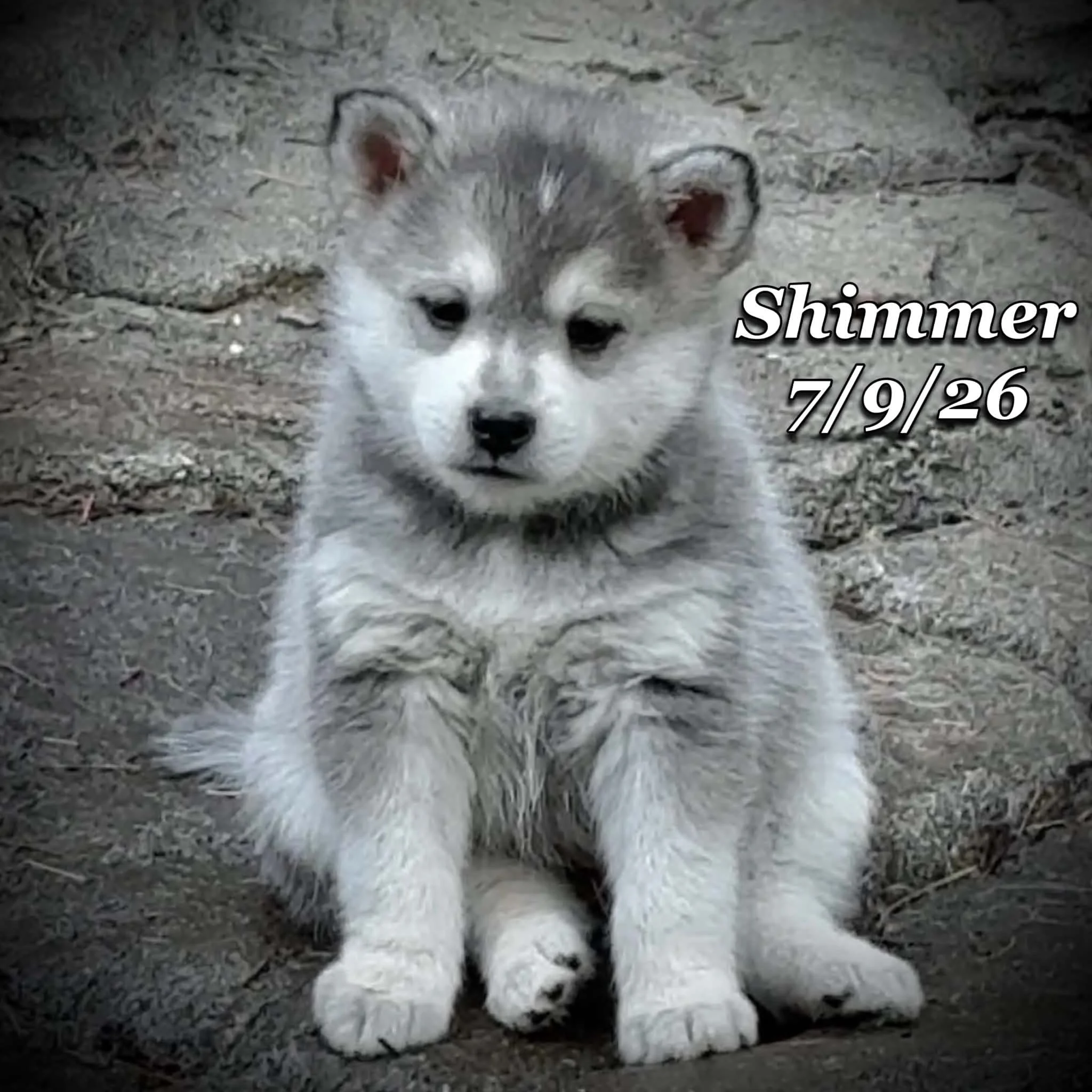 07-09 shimmer 5a95418c-2779-4034-879e-fd87f06fa356.jfif