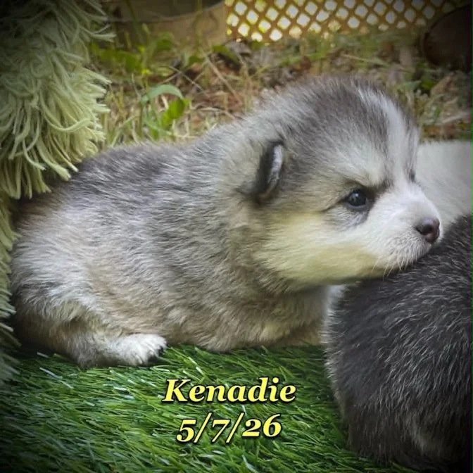 05-07 z kenadie 1908ce19-ef2f-4378-897b-22ef3f5ed578.jfif