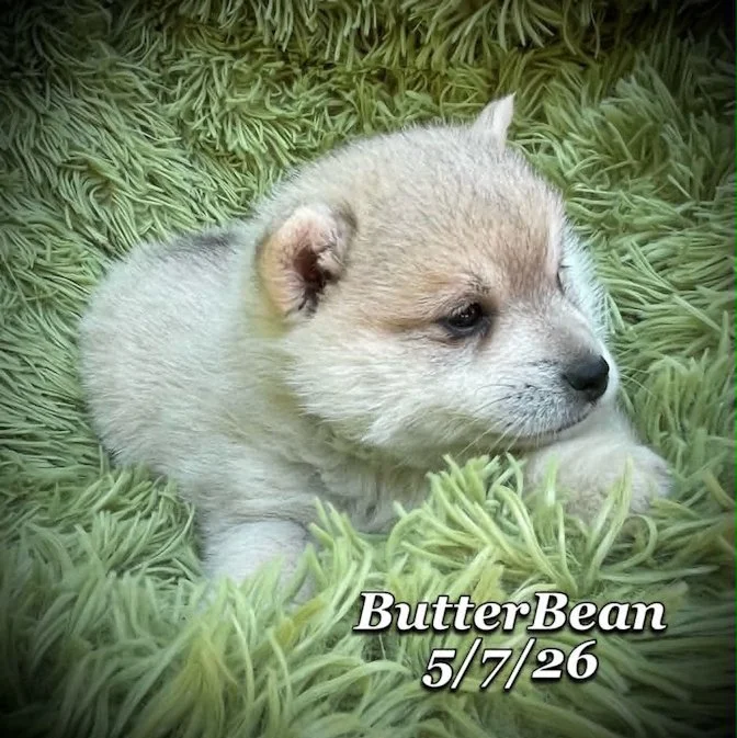 05-07 j butter 6d6dbec7-e2e1-4f87-b63d-f005c31d2c88.jfif