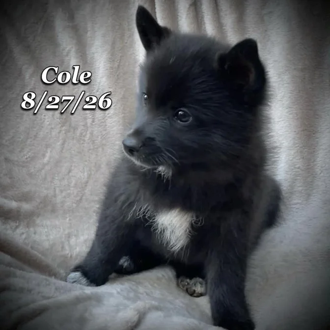 08-27 cole 39c11a4e-2dbf-417c-a455-cd354b952ecc.jpg
