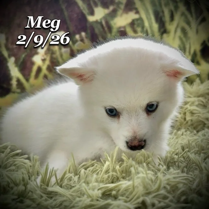 02-09 s meg 7ad69dd0-1a42-42cc-b774-e9dc9cdbb43e.jfif