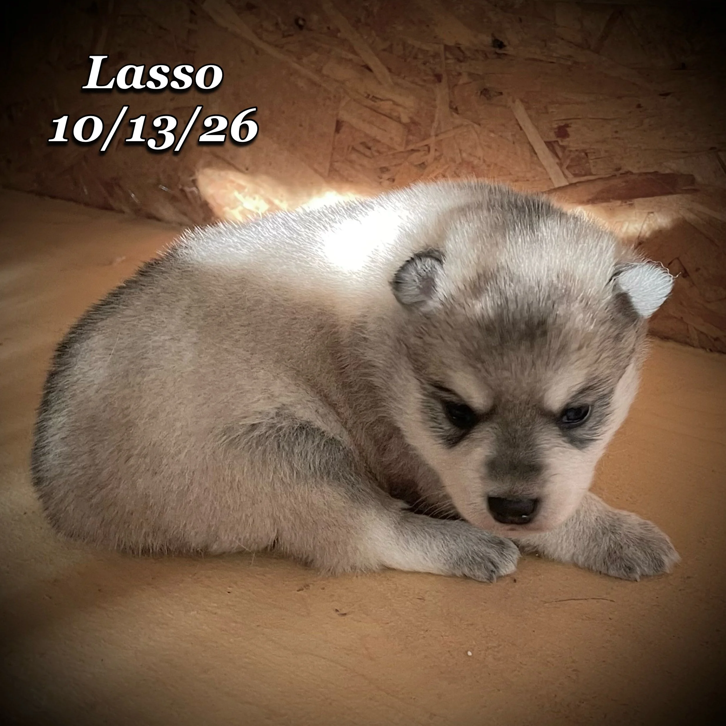 10-13 jd lasso phonto 23.JPG
