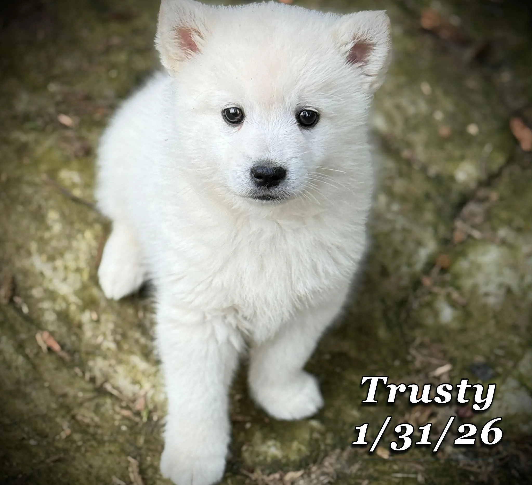 01-31 trusty f3ac2ae5-8362-4236-99d9-31ab918387c4.jfif