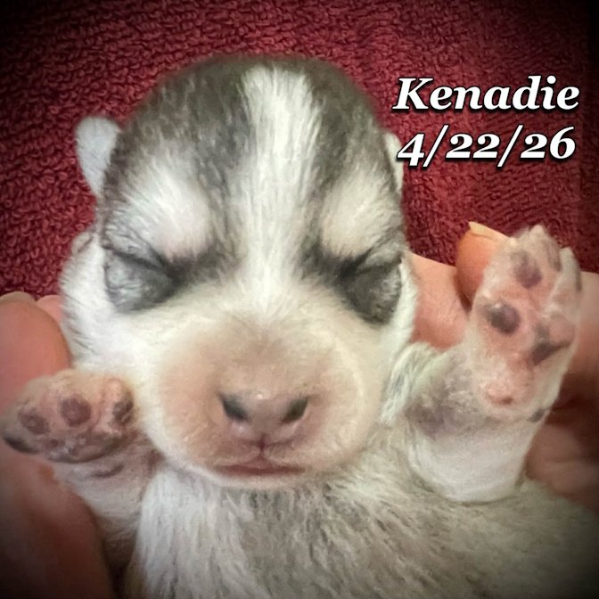 04-22 z kenadie 2947fd7b-7759-40e1-91ab-dded5d9b0f18.jfif