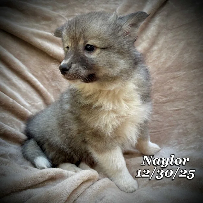 12-30 naylor 5b84ff4c-d1eb-4286-aa54-28b118bdc656.jfif