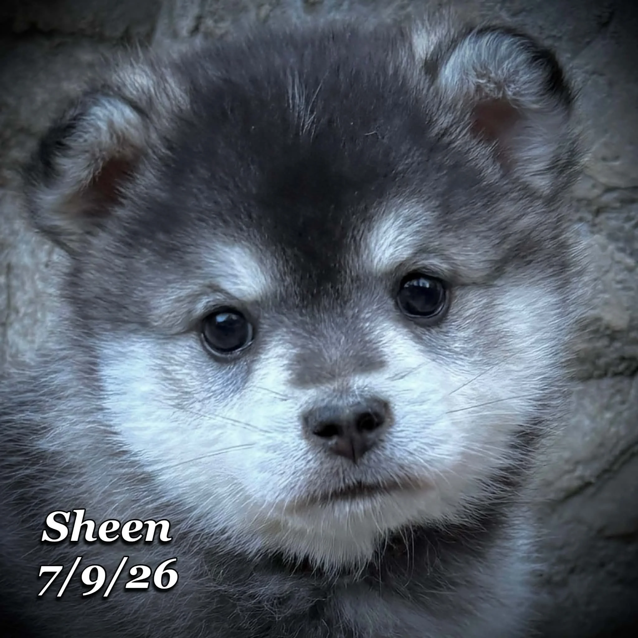 07-09 sheen 3f1be9e3-2354-4689-a1ea-9d0336628102.jfif