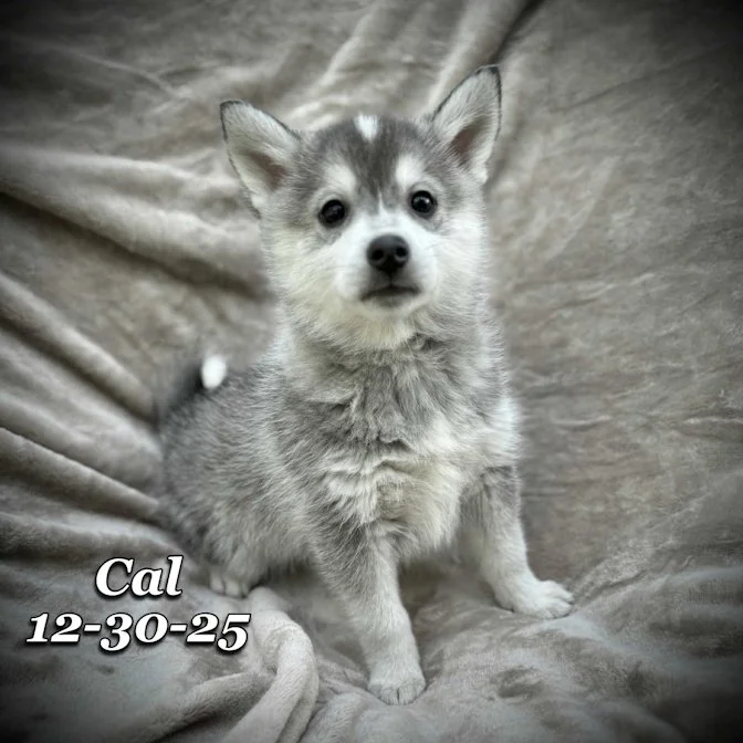 12-30 cal 3085a96b-9409-4b02-8e00-d5023850f54e.jfif