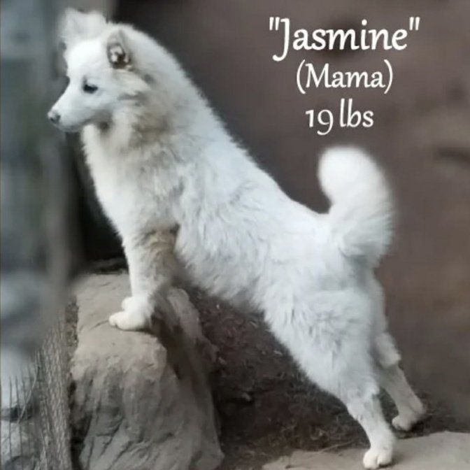 000 - jasmine 0e000cba-066e-4a58-aa71-44c64127ed6f.jfif