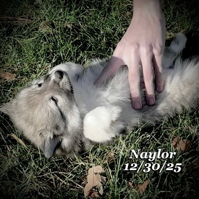 12-30 naylor a9d172d9-895c-44e5-b81c-c351d9365e01.jfif