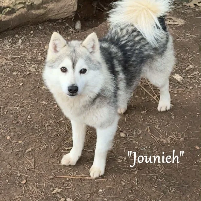 000- Jounieh dcde0043-d83c-48d7-9acd-c39418e06e85.jfif