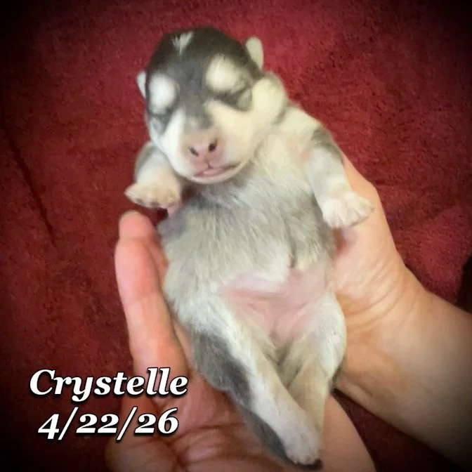 04-22 z crystelle f66d20ed-c65b-44a5-8e5f-8a1d681e3c23.jfif