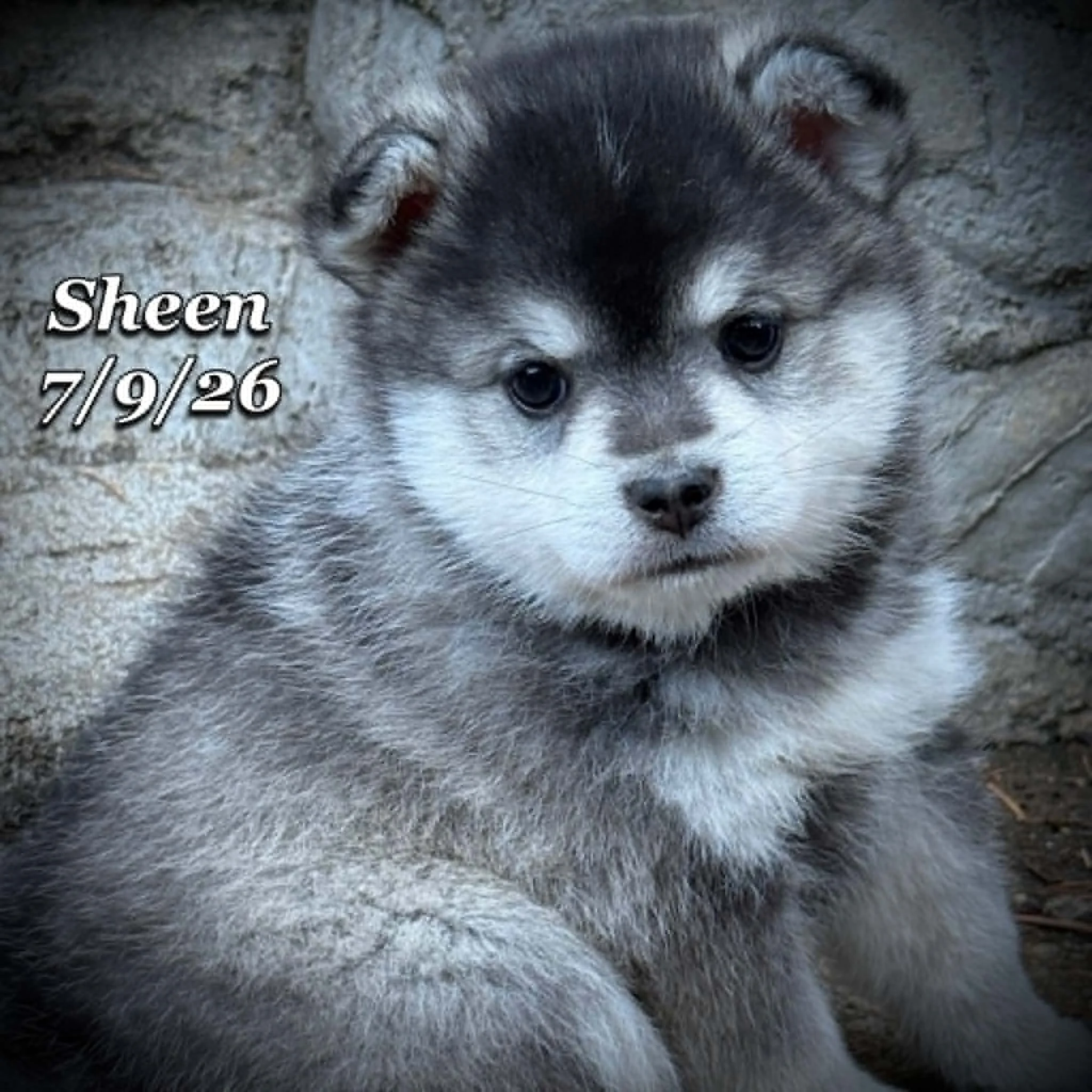 07-09 sheen 0a70d702-4175-474e-8f05-d477da5b9a38.jfif