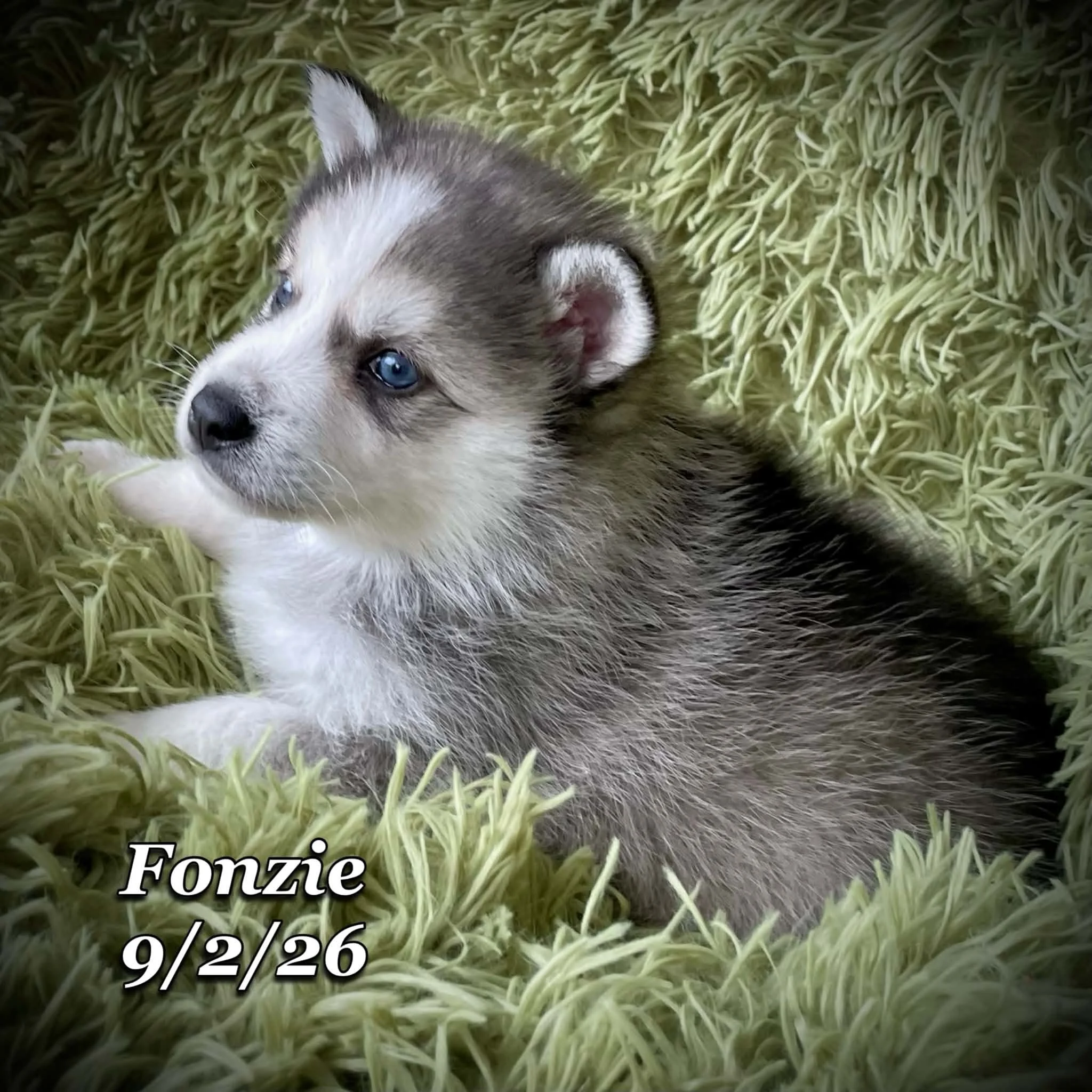 09-02 fonzie d79b5896-5238-4787-9f63-42fc73169b95.jfif