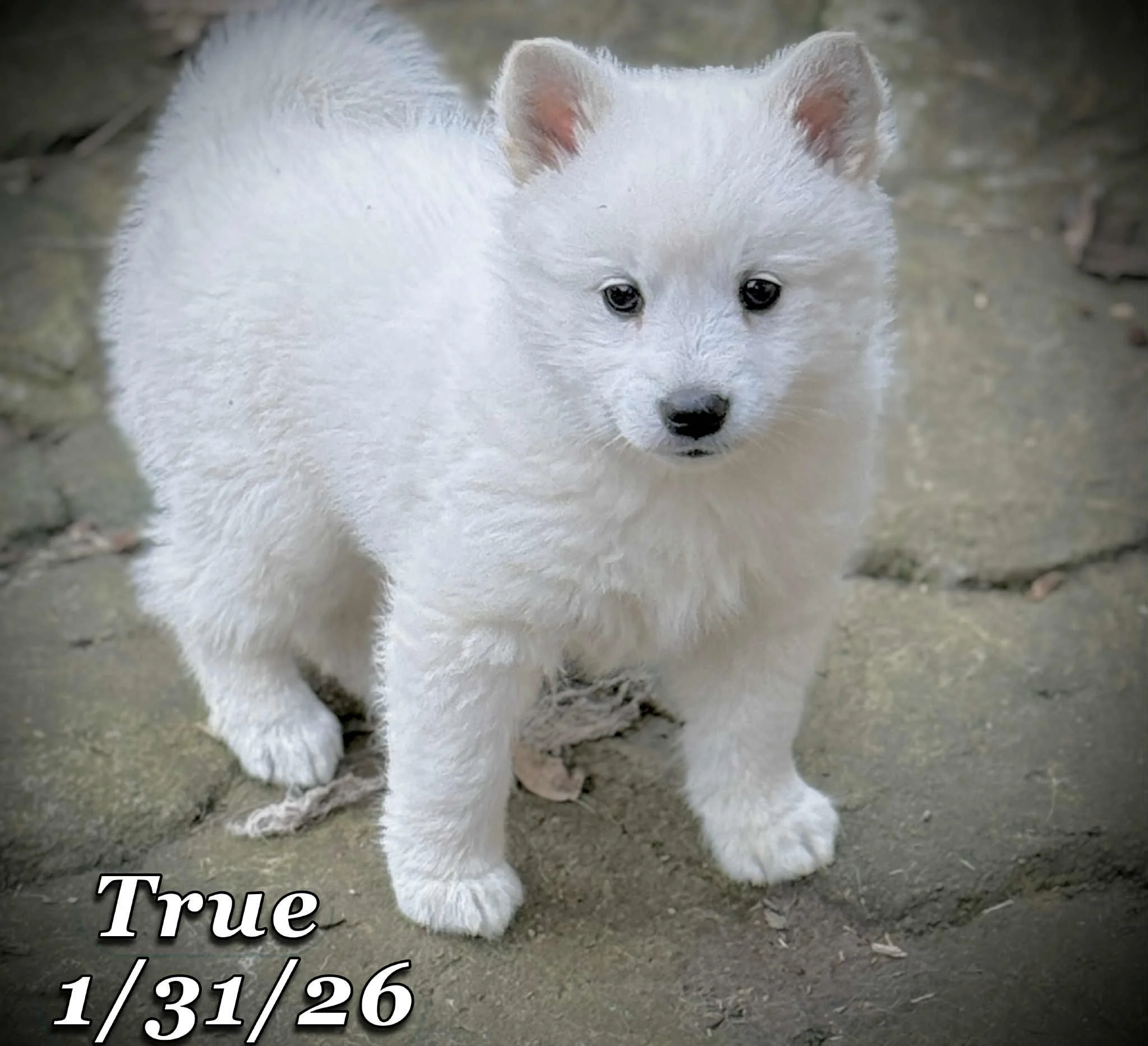 01-31 true fc480270-252f-46ef-b63f-62ce3ac30541.jfif