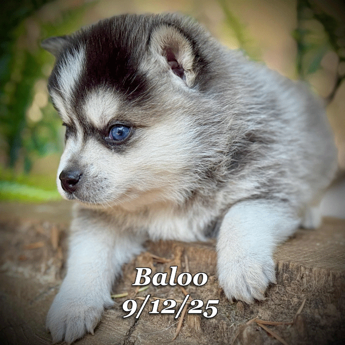 09-11 baloo cb860200-264a-442a-a8e1-fb45c4eada24.gif