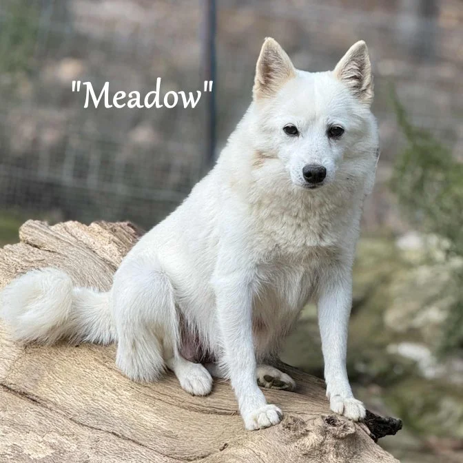 00-meadow e3df5d41-cb24-4fd0-8163-a3f4b6bd2781.jfif