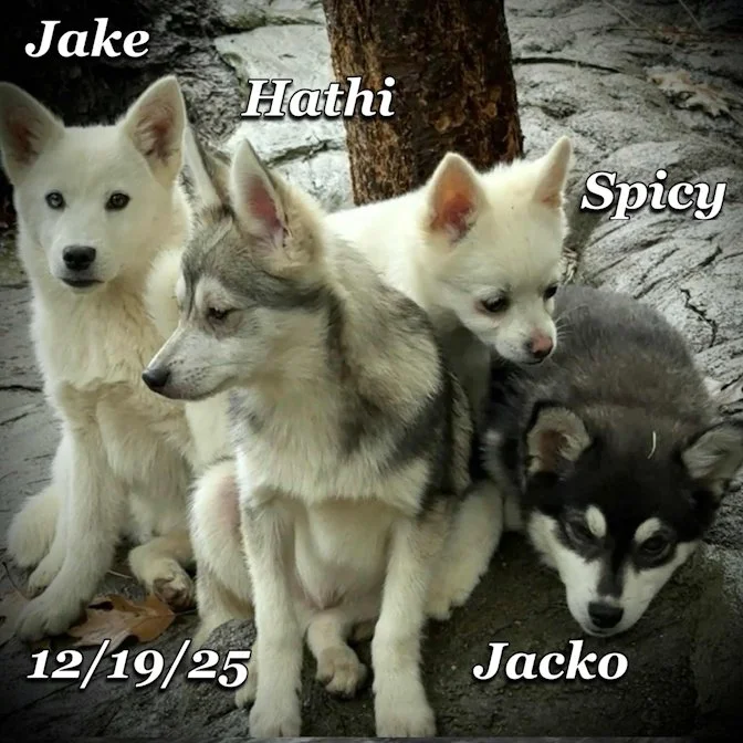 12-19 hathi 8b50035c-5bcd-484e-8b2d-f343f0a9abd0.jfif