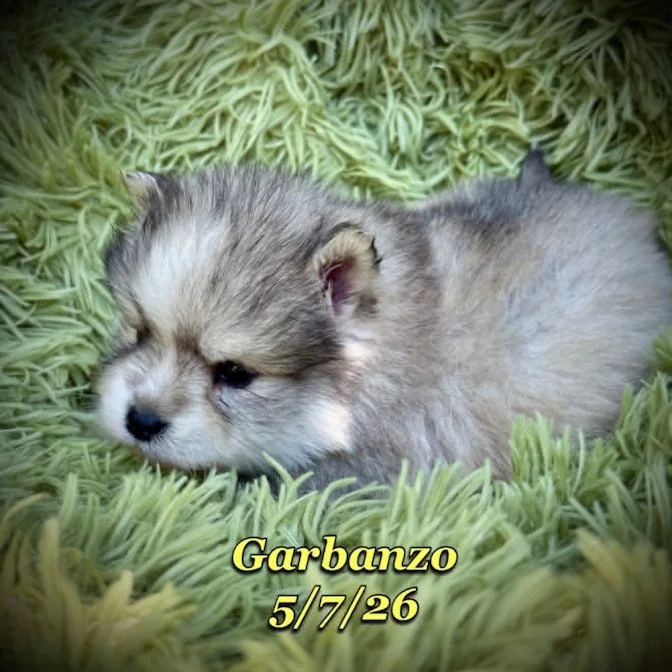 05-07 j garbanzo bb73e119-c7fd-4656-aa43-cc87b20d08c1.jfif
