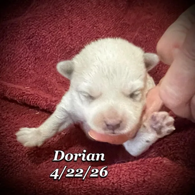 04-22 z dorian cdb7e6fb-1fe3-4c83-8ae3-55b66e67908c.jfif