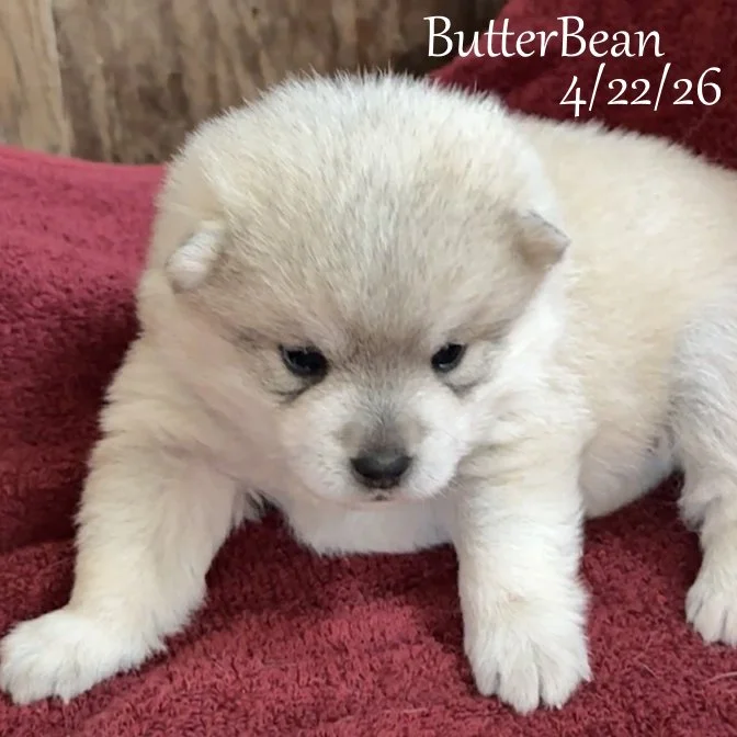 04-22 j butterbean 4ba0c33e-dc08-4f46-8b1d-488fe0e46750.jfif