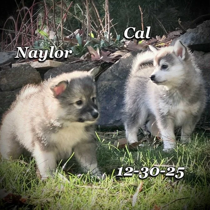 12-30 cal naylor e1bc2957-9f02-40c4-bda2-413965acdbd5.jfif