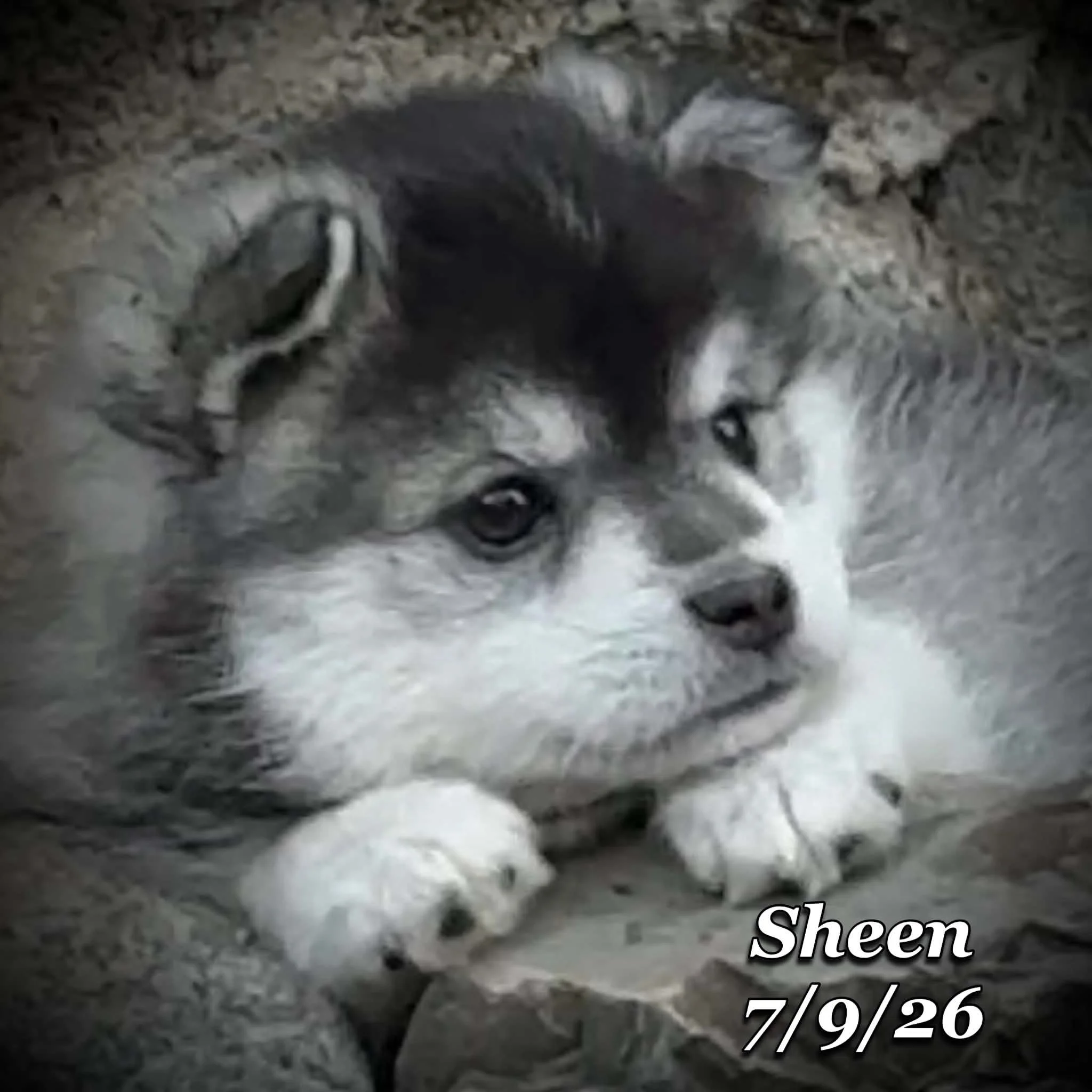 07-09 sheen c9005934-02fc-4178-80f2-d96025b0e553.jfif