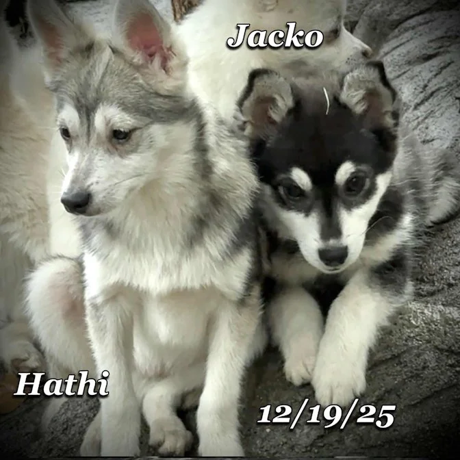 12-19 hathi 872816e1-4b04-4765-a9f3-2b0601aab5f1.jfif