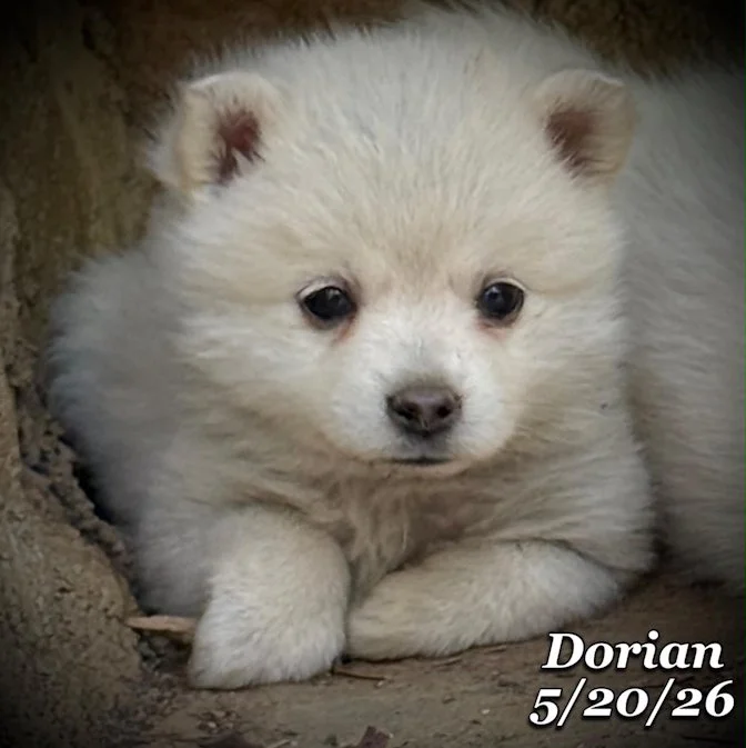 05-20 z dorian e2492d9e-8ec3-4476-b4d6-f6eb3f9480ab.jfif
