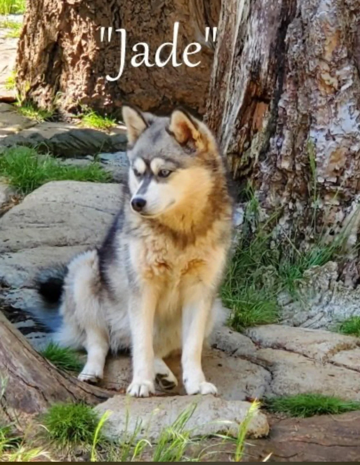 00-jade 453648184_865977948748421_4811576096822019281_n.jpg