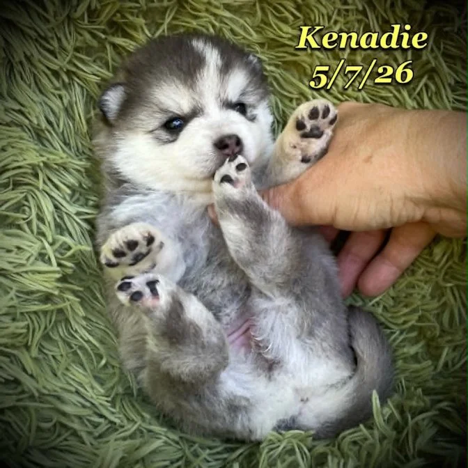 05-07 z kenadie 787a1aff-c8a5-48e9-84a2-dec3b13e0d7c.jfif